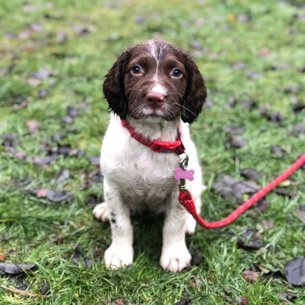 Bramble the Spaniel (BRAMBLE) – rug.ninja